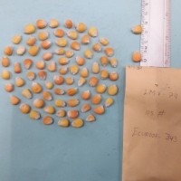 CIMMYTMA 8153 - Reference inventory.jpg