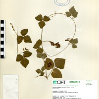 9953 herbarium