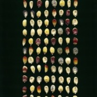 CIMMYTMA 24922 JUN 138 TC17U-2903-153 K.jpg