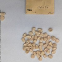 CIMMYTMA 270 - Reference Inventory.jpg