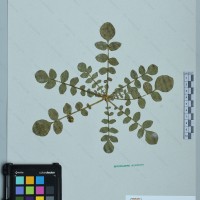 CIP 760816 herbarium
