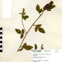 19578 herbarium