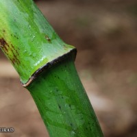 6.4.4 - Peduncle colour