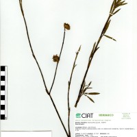 11518 herbarium
