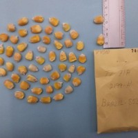 CIMMYTMA 7401 - Reference inventory.jpg