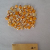 CIMMYTMA 4979 - Reference Inventory.jpg