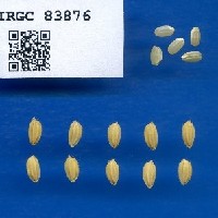 IRGC 83876 Seed Photo