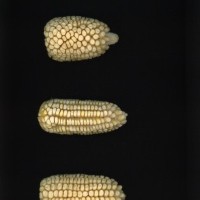 CIMMYTMA 27103 HIDA 114 TC20U 2903 173 E10140 _compress.jpg