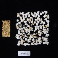 Popped and not popped comparison labeled.jpg