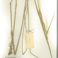IRGC 92852 Herbarium