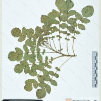CIP 760510 herbarium