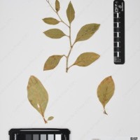 CIP 760537_HAM 205_03.jpg