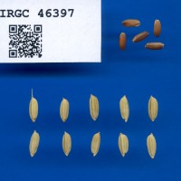 IRGC 46397 Seed Photo