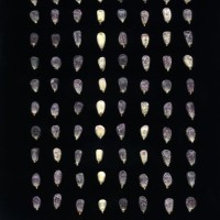 CIMMYTMA 18964 BOZM 1466 TC22U-2903-61 K.jpg