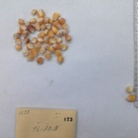 CIMMYTMA 123 - Reference Inventory.jpg