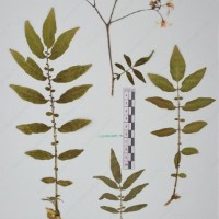 CIP 761164_OCHS 11007_06.jpg