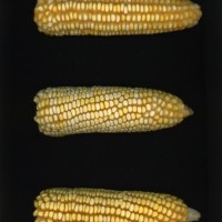 CIMMYTMA 4927 BRAZ 2034 AF22A-0903-90 E_compress.jpg