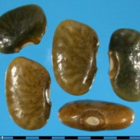G23511A seed.jpg