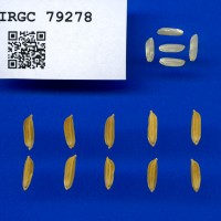 IRGC 79278 Seed Photo