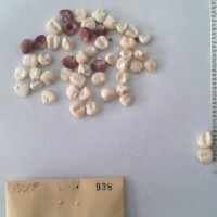 CIMMYTMA 938 - Reference Inventory.jpg