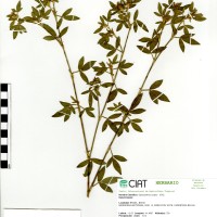11560 herbarium