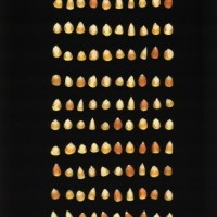 CIMMYTMA 1678 CUBA 76 AF21A 0903 43 K1160 _compress.jpg