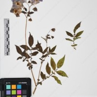 CIP 765691_RPSP 002_09.jpg