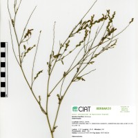 7547 herbarium