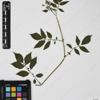 CIP 765791_RPSP 113_02.jpg