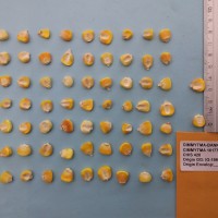 CIMMYTMA 16177 - Reference Inventory.jpg