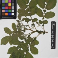 CIP 761575_OCH 13280_02.jpg