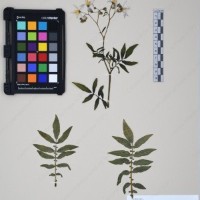 CIP 761164_OCHS 11007_10.jpg