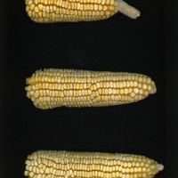 CIMMYTMA 19433 VERA 503 BA22U-2903-104 E.jpg