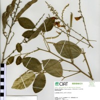 22391 herbarium