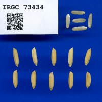 IRGC 73434 Seed Photo