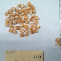 CIMMYTMA 2484 - Reference Inventory.jpg