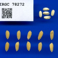 IRGC 78272 Seed Photo