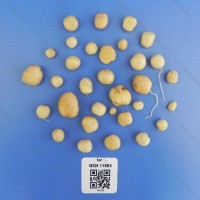 CIP 761005 Tuber