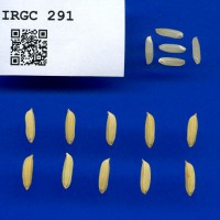 IRGC 291 Seed Photo