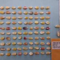 CIMMYTMA 16484 - Reference Inventory.jpg