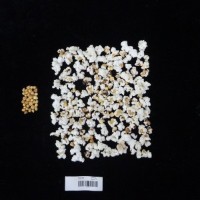 Popped and not popped comparison labeled.jpg