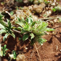 Stylosanthes capitata 12086 flower.JPG