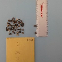 CIMMYTMA 8783 - Reference Inventory.jpg