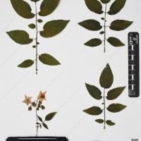 CIP 760446_HHA 6556a_03.jpg