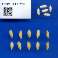 IRGC 111752 Seed Photo