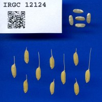 IRGC 12124 Seed Photo