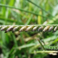 Urochloa decumbens 14816-d.JPG