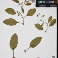 CIP 761353_OCH 11929_05.jpg