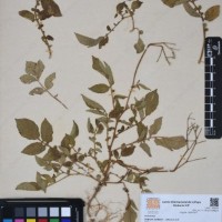 CIP 760357_HHCH 5220_01.jpg