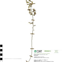 7391 herbarium